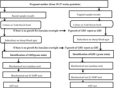 Group B Streptococci recto-vaginal colonization, antimicrobial susceptibility pattern, and associated factors among pregnant women at selected health facilities of Wolaita Sodo Town, Southern Ethiopia